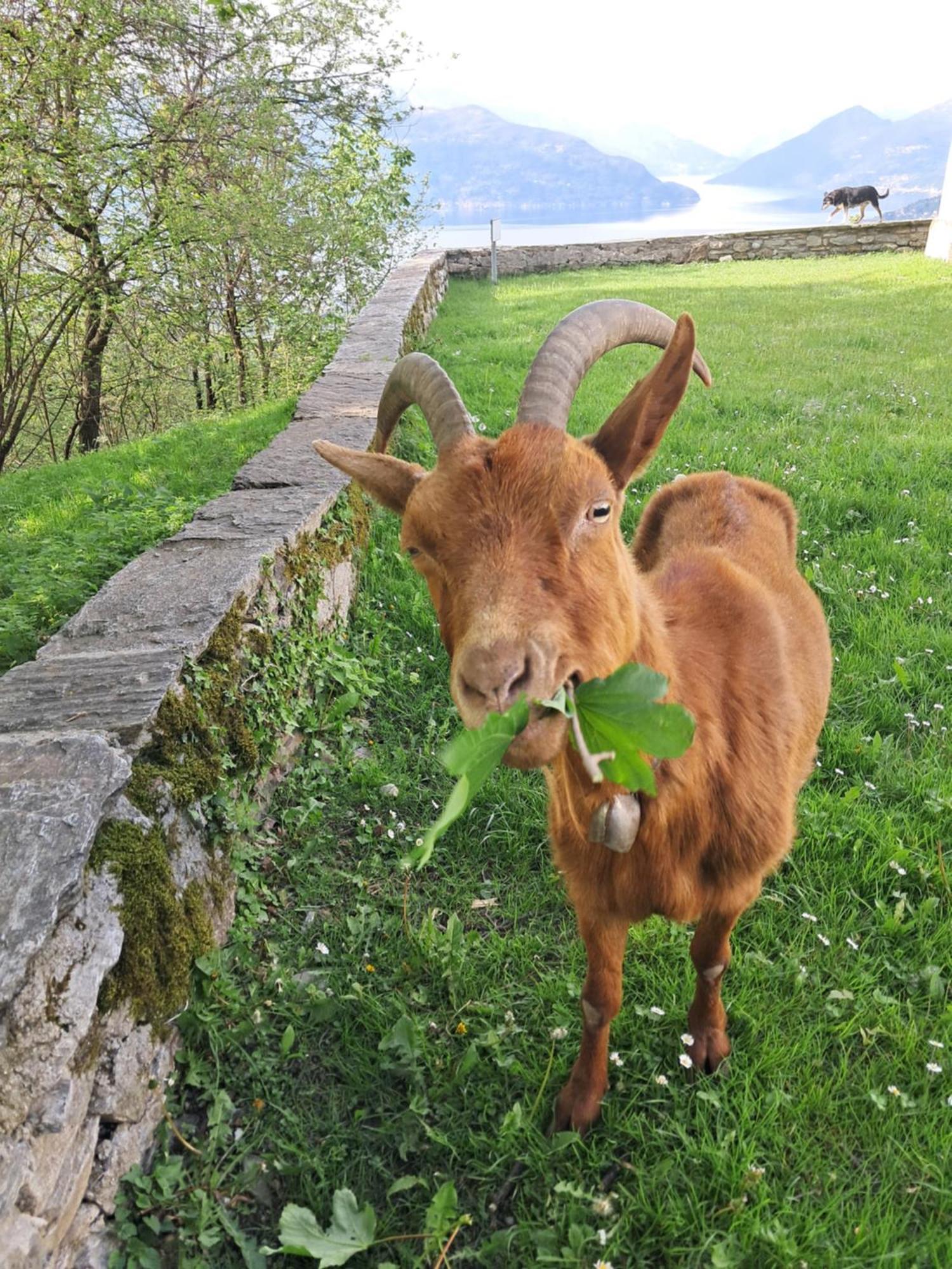 La Stanza Del Bosco Διαμέρισμα Arcumeggia Εξωτερικό φωτογραφία